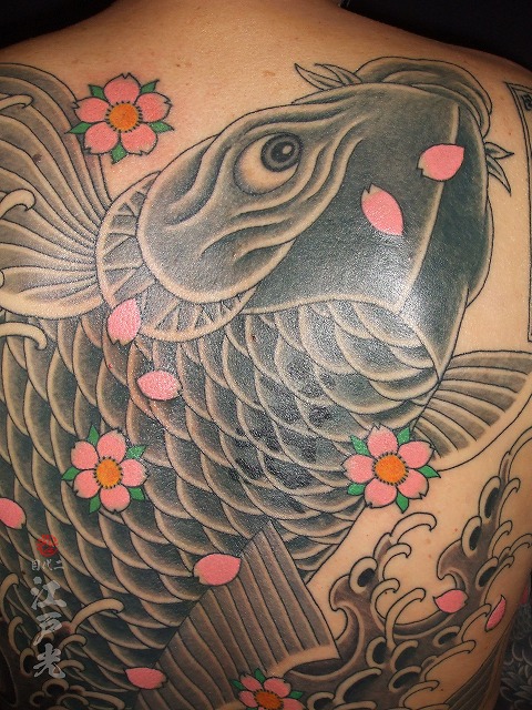 鯉、青墨鯉（せいぼくごい）の刺青タトゥー、背中、和彫り、桜、隠れ梵字